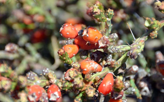 Christmas Cactus is found in variable habitats including grasslands, chaparral and oak-juniper communities; in flats, bajadas and slopes where they prefer sandy loamy and gravelly soils. Cylindropuntia leptocaulis